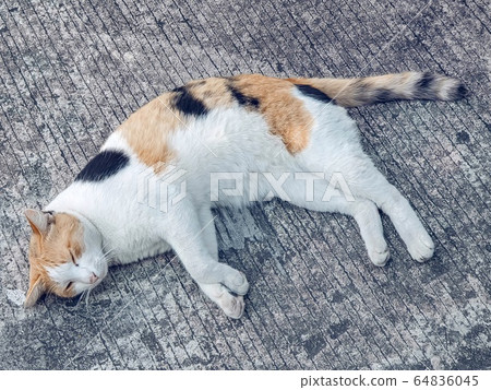 Cat sleeping on the ground Cat sleeping on the ground 64836045