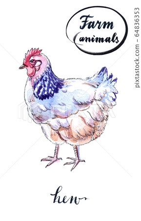 White hen White hen 64836353