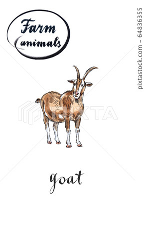 Brown goat Brown goat 64836355
