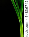 close up freshness green leek and macro shot, 64836742