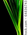 close up freshness green leek and macro shot, 64836743