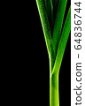close up freshness green leek and macro shot, 64836744