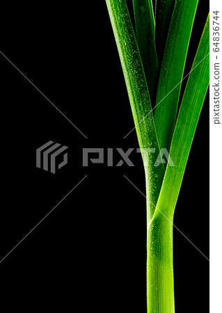 close up freshness green leek and macro shot, close up freshness green leek and macro shot, 64836744