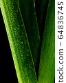 close up freshness green leek and macro shot, 64836745