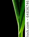 close up freshness green leek and macro shot, 64836746