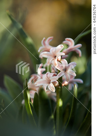 pink hyacinth flower. pink hyacinth flower. 64836764