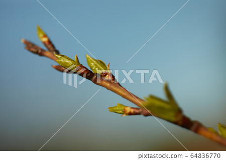 branch and buds branch and buds 64836770