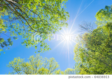 新鮮的綠色樹和藍天 64836913