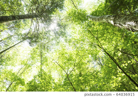 新鮮的綠色森林 64836915