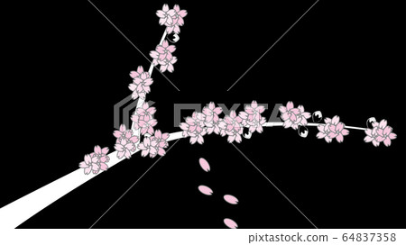 Cherry blossoms at night 64837358