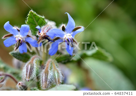 Boligi藍色花，星形，草莓伴侶植物，家庭花園，田野，蔬菜圖像材料 64837411