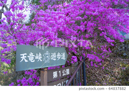 [Nagano Prefecture] Tenryukyo 64837882
