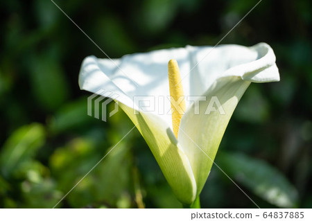 Mizuba Show 5519 Mizuba Show 5519 64837885