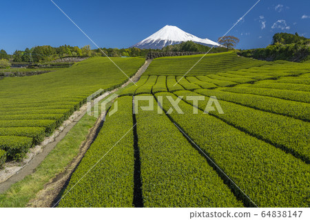 [靜岡縣]富士山茶園 64838147
