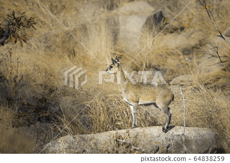 Klipspringer in Kruger National park, South Africa Klipspringer in Kruger National park, South Africa 64838259