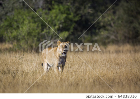 African lion in Kruger National park, South Africa 64838310