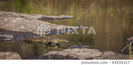 Nile monitor in Kruger National park, South Africa 64838327
