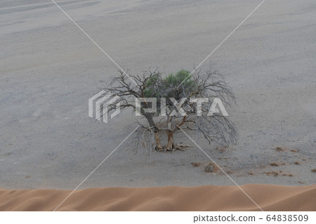 듄45, Namib, Namibia, Africa 듄45, Namib, Namibia, Africa 64838509