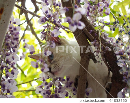 A cat peeking down from between the wisteria flowers (a cat climbing up onto a wisteria trellis) 64838560