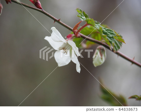 Momijiji strawberry 64838673