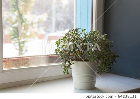 Houseplants concept - White plant pot on the windowsill. Houseplants concept - White plant pot on the windowsill. 64839131