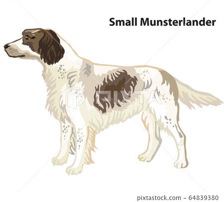 Colored decorative portrait of Small Munsterlander Colored decorative portrait of Small Munsterlander 64839380