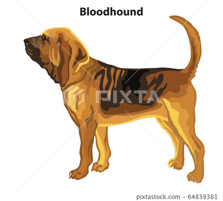 Colored decorative standing portrait of Bloodhound Colored decorative standing portrait of Bloodhound 64839381