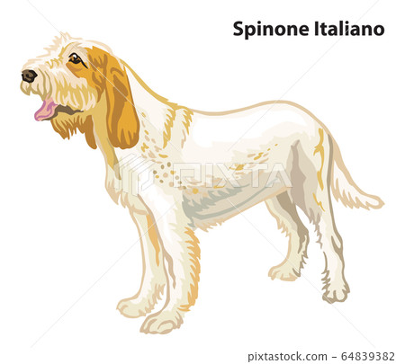 Colored decorative portrait of Dog Spinone Colored decorative portrait of Dog Spinone 64839382