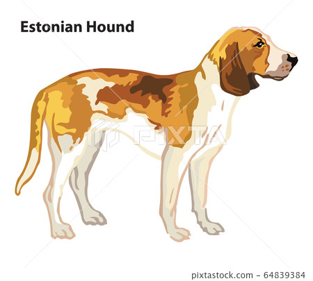 Colored decorative portrait of Dog Estonian Hound Colored decorative portrait of Dog Estonian Hound 64839384