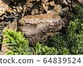 Tree bark for decoration and mulching in landscape design. Tree bark texture macro background close-up. 64839524