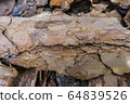 Tree bark for decoration and mulching in landscape design. Tree bark texture macro background close-up. 64839526