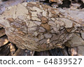 Tree bark for decoration and mulching in landscape design. Tree bark texture macro background close-up. 64839527