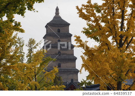 Giant Wild Goose Pagoda with foreground of autumn gingo trees, Xi'an, Shaanxi, China Giant Wild Goose Pagoda with foreground of autumn gingo trees, Xi'an, Shaanxi, China 64839537