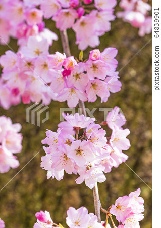 伊東京都京苑的近江住宅遺址 64839901