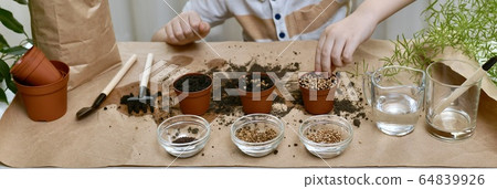 The child hand neatly lays the coriander seeds in a pot of earth. In the room engaged in gardening. The child hand neatly lays the coriander seeds in a pot of earth. In the room engaged in gardening. 64839926