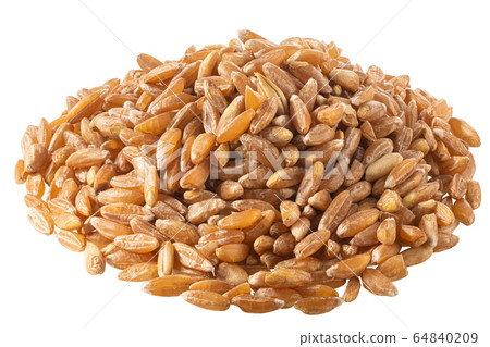 Spelt, farro, einkorn hulled wheat pile, paths Spelt, farro, einkorn hulled wheat pile, paths 64840209
