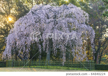 Kyoto Gyoen Izumi's weeping cherry tree Kyoto Gyoen Izumi's weeping cherry tree 64840224