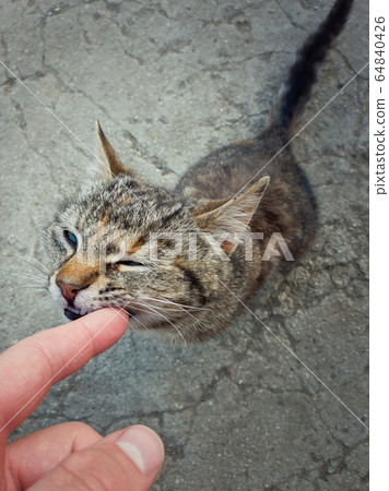 High angle view of playful cute cat biting his 64840426
