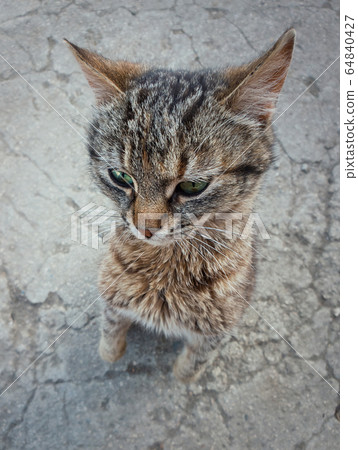 High angle view of playful cute cat standing up on 64840427