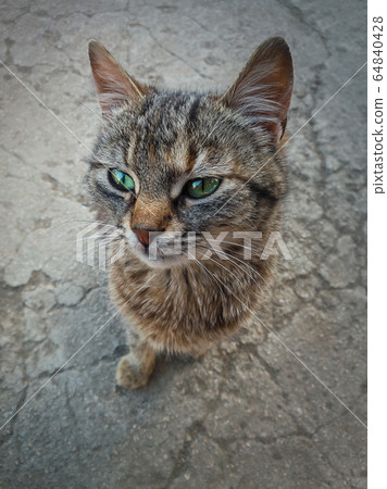 High angle view kitten full length portrait. 64840428