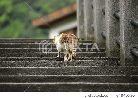 貓村自由自在的街貓 貓村自由自在的街貓 64840550
