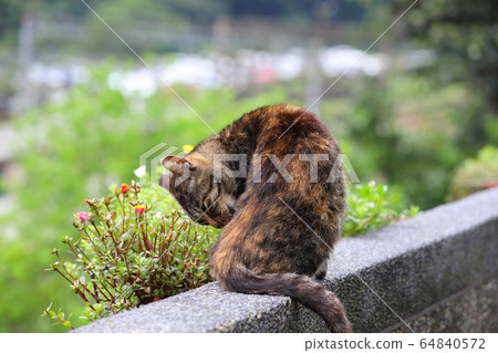 貓村自由自在的街貓 貓村自由自在的街貓 64840572