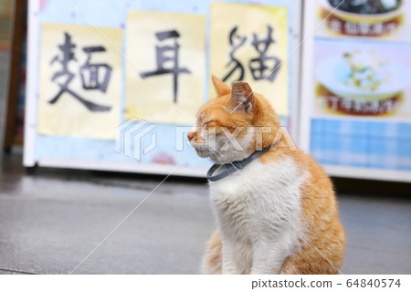 貓村自由自在的街貓 64840574
