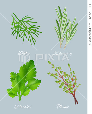 Green herbs. Realistic species for culinary medical plants food aromatic ingredients healthy leaves vector template 64840944