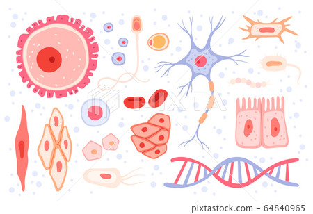 Cells collection. Human blood structure micro types of anatomy science vector collection cells set 64840965