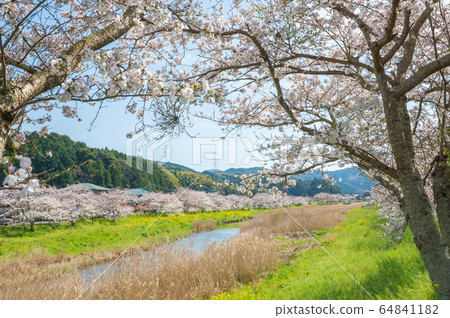 春天在河邊盛開的櫻花和油菜花[福岡縣玉橋市] 64841182