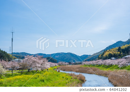 春天在河邊盛開的櫻花和油菜花[福岡縣玉橋市] 64841202