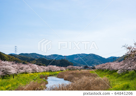 春天在河邊盛開的櫻花和油菜花[福岡縣玉橋市] 64841206