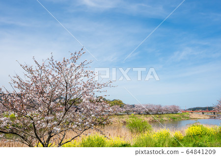 Cherry blossoms and rape blossoms blooming along the river in spring [Yukuhashi City, Fukuoka Prefecture] 64841209