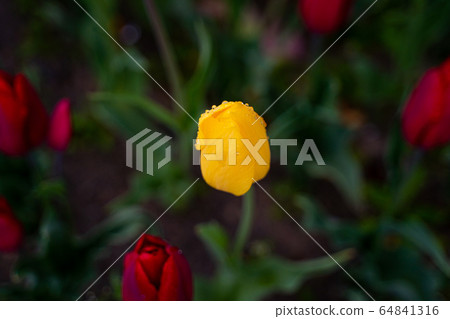 Tulip Tulip 64841316